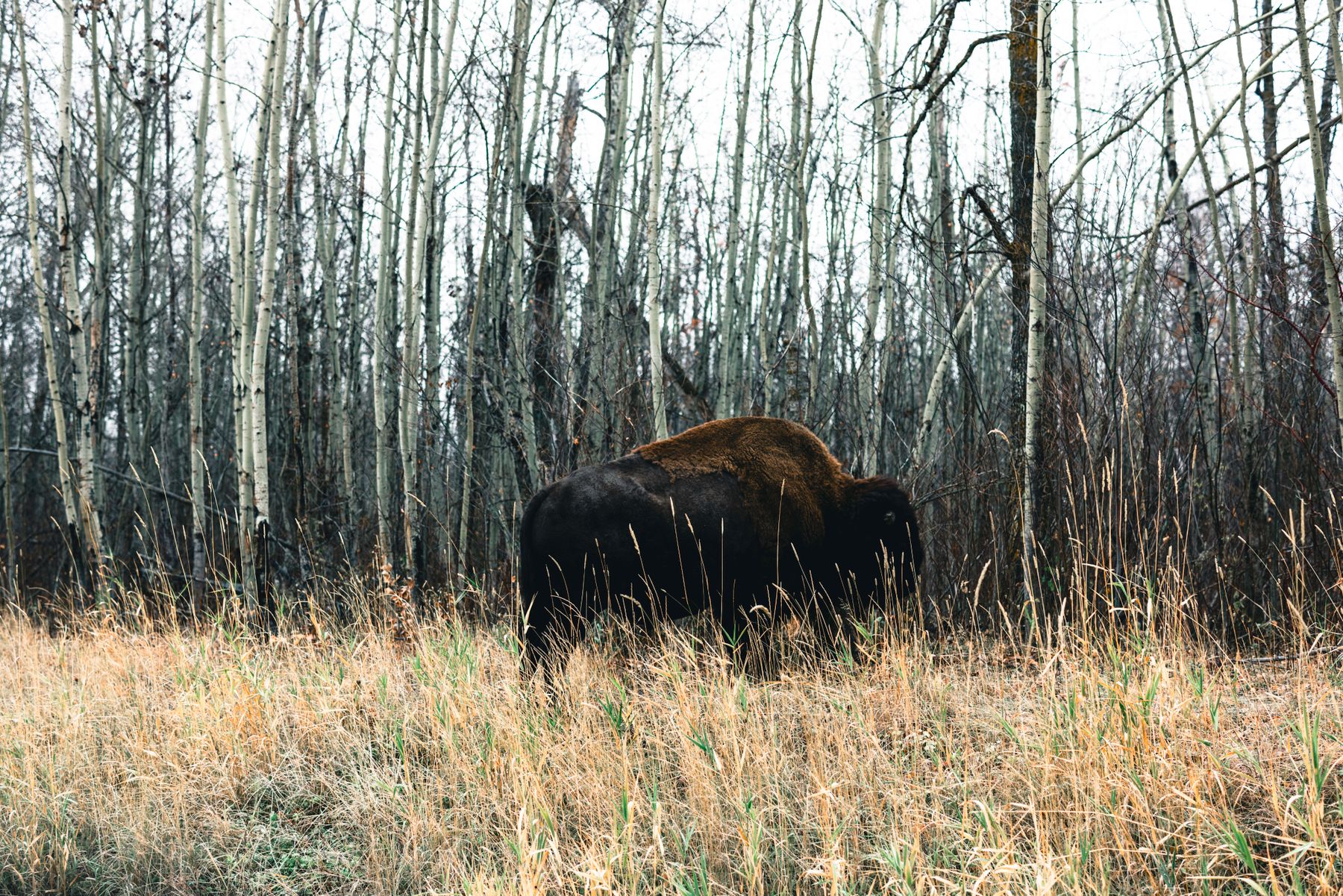 An American bison standing among pale winter trees in Alberta