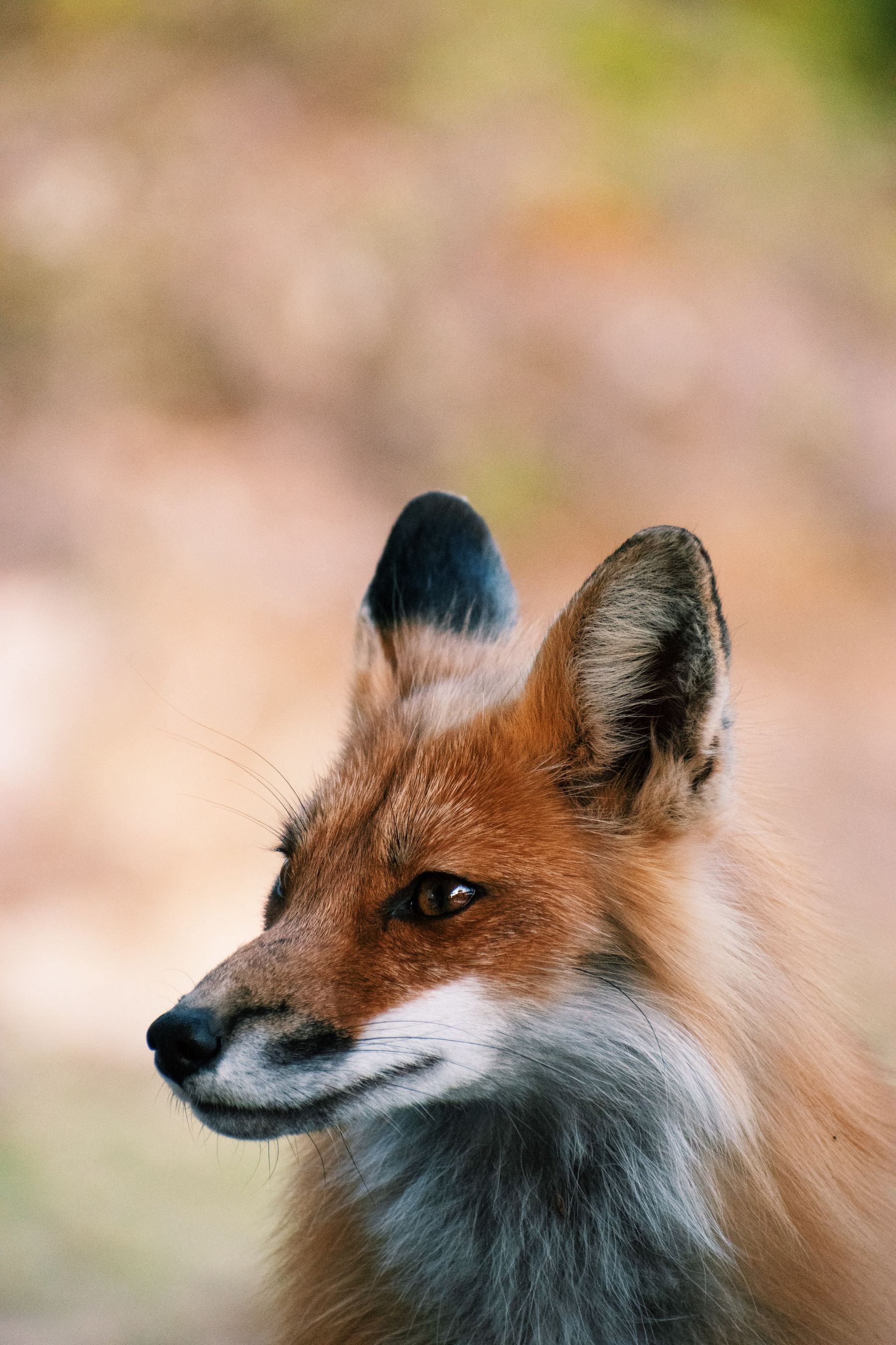 Close portrait of a red fox photographed in Québec