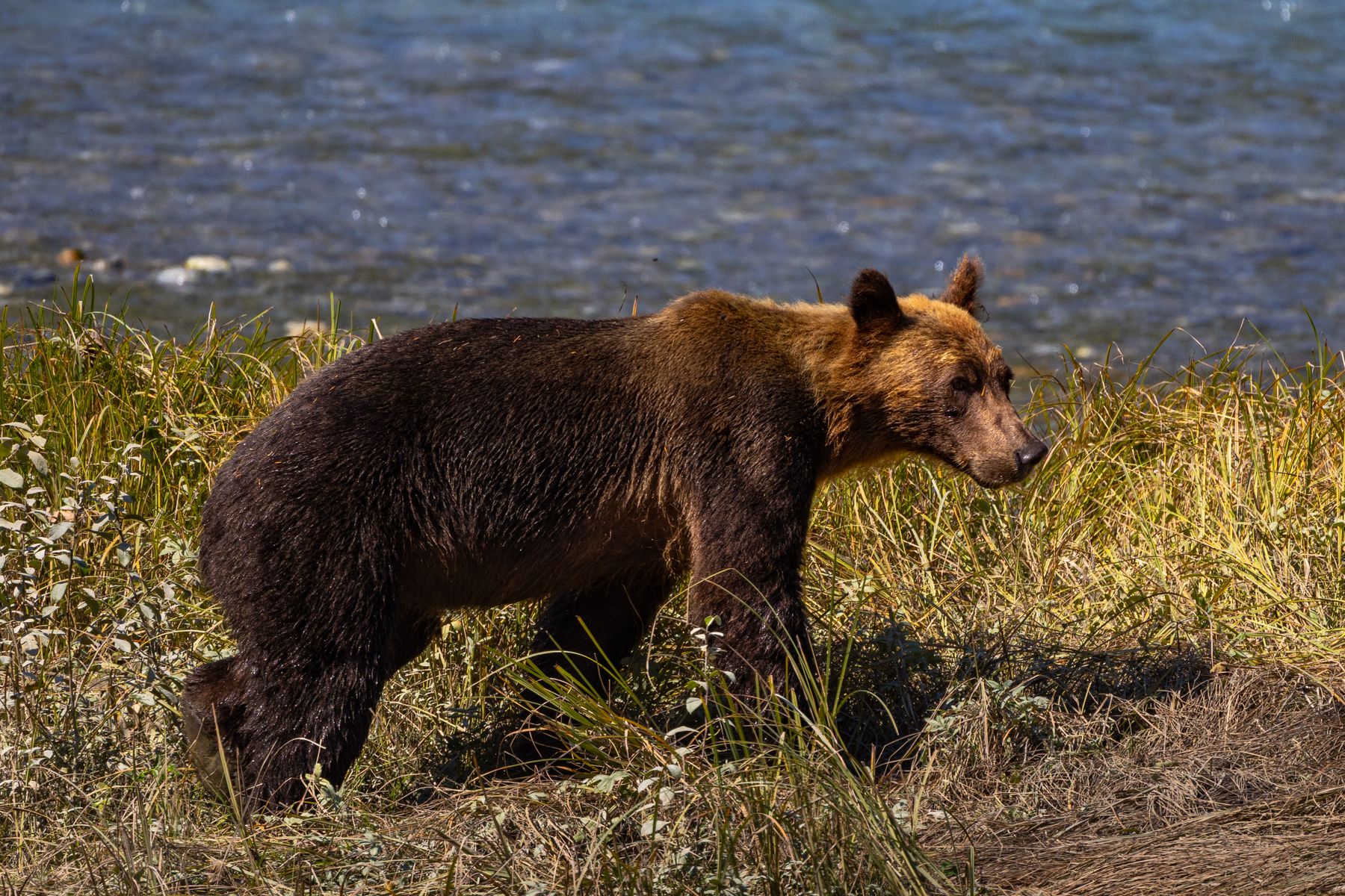 A grizzly bear walking beside water in British Columbia