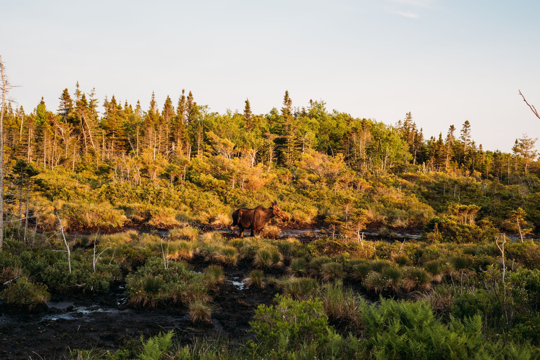 A moose walking through a sunlit wetland beside a Nova Scotia forest